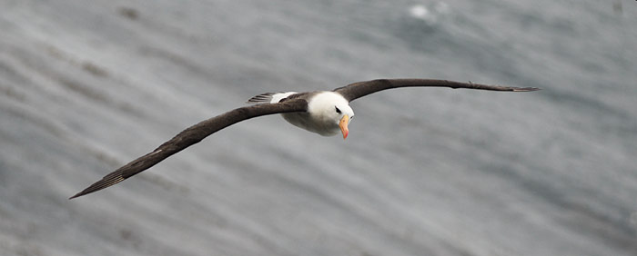 Schwarzbrauenalbatros