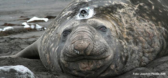 Seeelefant mit Sender