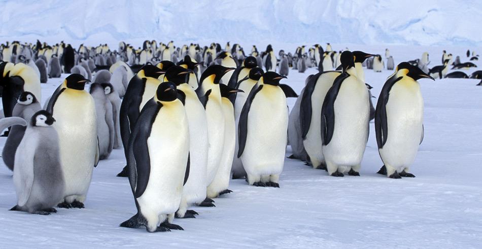 Der Kaiserpinguin lebt und brütet ausschliesslich am Rand der Antarktis zwischen dem 66. und 78. Breitengrad. In ihrer «ozeanischen Phase» wandern Kaiserpinguine im Bereich des Packeisgürtels.