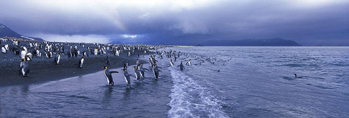 South Georgia Salisbury Plain