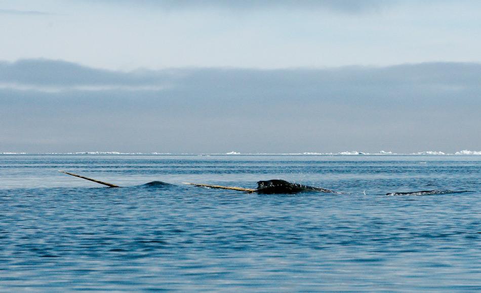 Bei Narwalen besitzen in erster Linie nur Männchen einen bis zu 3 m langen Stosszahn. Die übrigen Zähne sind zurückgebildet und die Tiere saugen wohl ihre Nahrung wie ein Staubsauger in den Mund. Bild: Michael Wenger