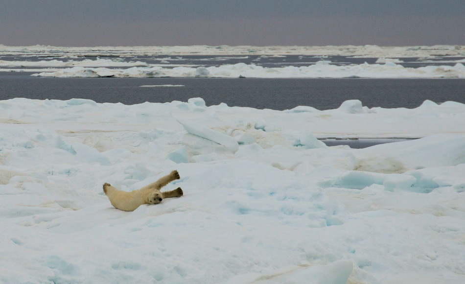 Weniger Meereis bedeutet schlechte Nachrichten für die arktischen Tiere wie Robben, Polardorsch und den ikonischen Eisbären. Bild: Michael Wenger