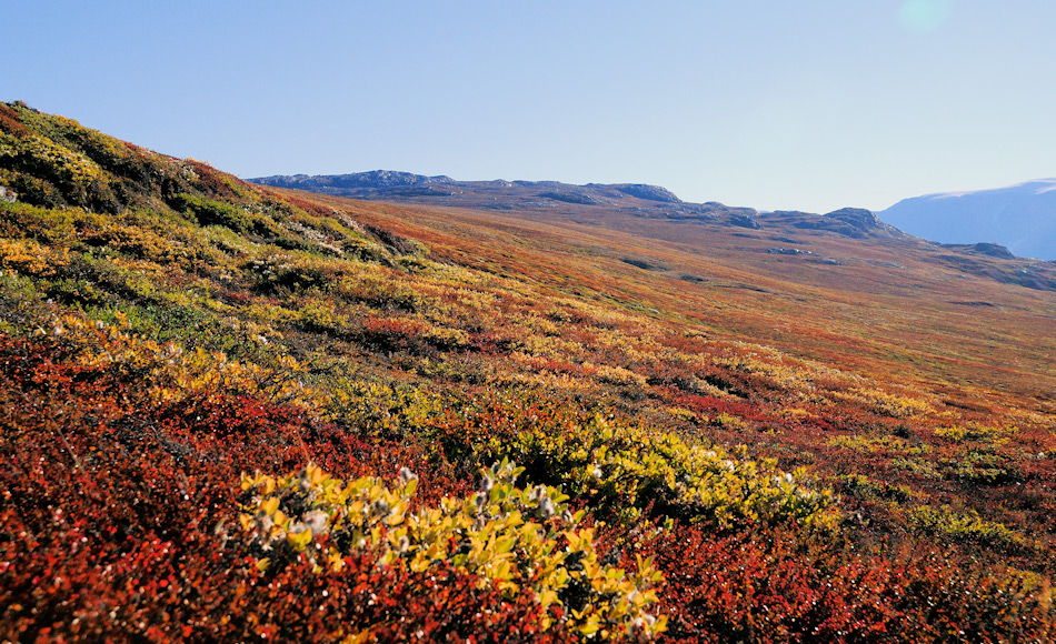 Im Zuge der Klimaerwärmung werden buschige Gehölze wie Polarweiden und Zwergbirken wahrscheinlich die dominierenden Formen. Schon heute wachsen die Weiden in Grönland extensiver als diejenigen in höheren Breiten wie beispielsweise Svalbard. Bild: Michael Wenger