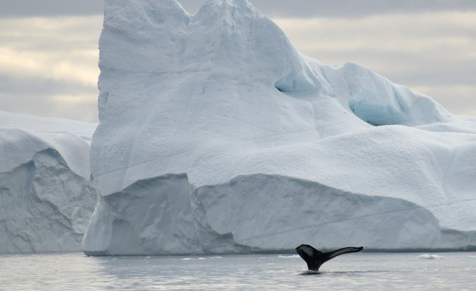 Die Baffin Bay, die zwischen Kanada und Westgrönland liegt, ist ein bekanntes und beliebtes Ziel der Walfänger gewesen. Doch die eisigen und gefährlichen Bedingungen hatten hohe Opfer gefordert, nicht nur an den Walen. Bild: Michael Wenger 