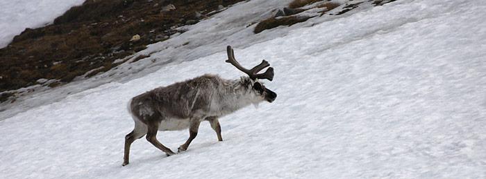 Durch natürliche Hindernisse wie Gletscher und Gebirge sind die Bestände stark in ihrer Bewegung eingeschränkt.