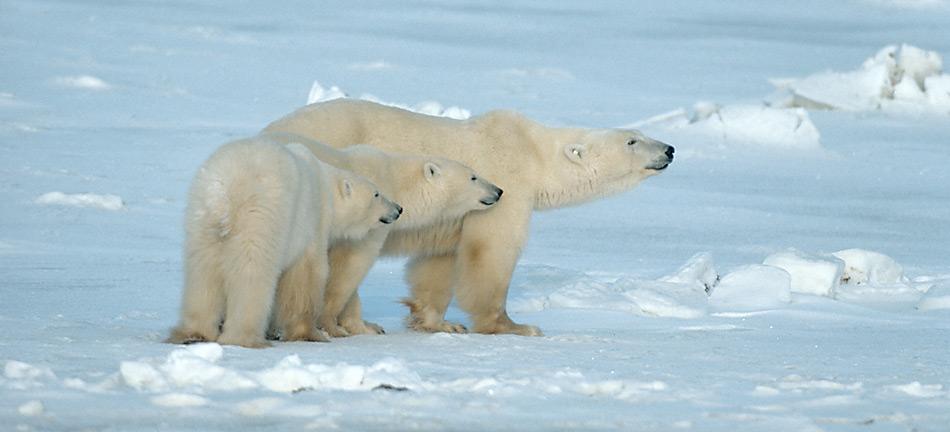 Junge Eisbären werden 1½ bis 2½ Jahre gesäugt. Während dieser Zeit lernen sie das Jagdverhalten der Mutter und werden schliesslich von ihr verlassen. Foto: Norbert Rosing