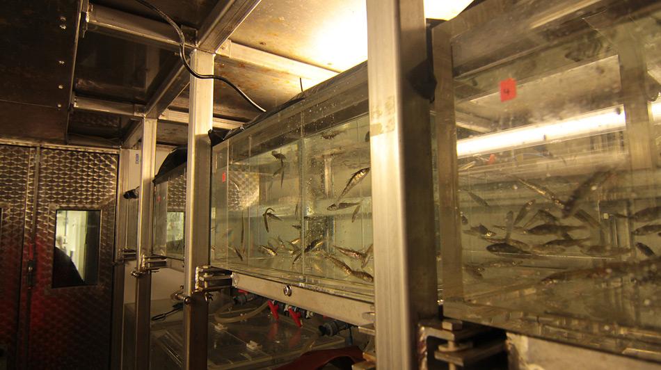 Die gefangenen Atlantischen Kabeljaue werden an Bord des Forschungsschiffes Heincke in Aquarien gehalten und zum Alfred-Wegener-Institut in Bremerhaven transportiert.